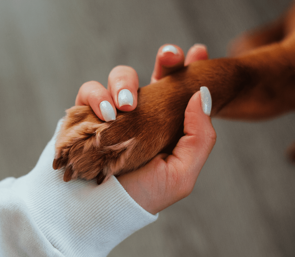 Brown dog paw held by sa lady hand with white nails