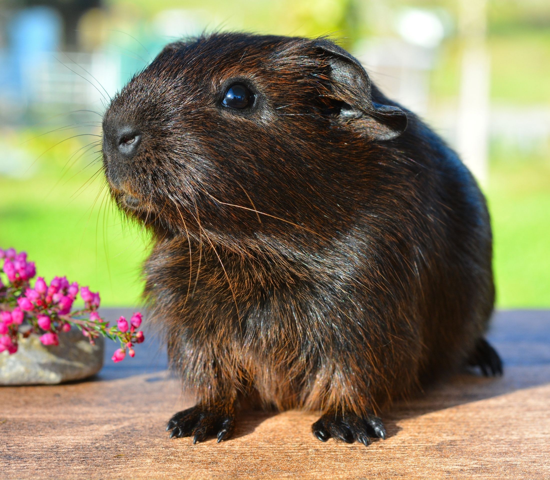 Black guinea pig facing to the left