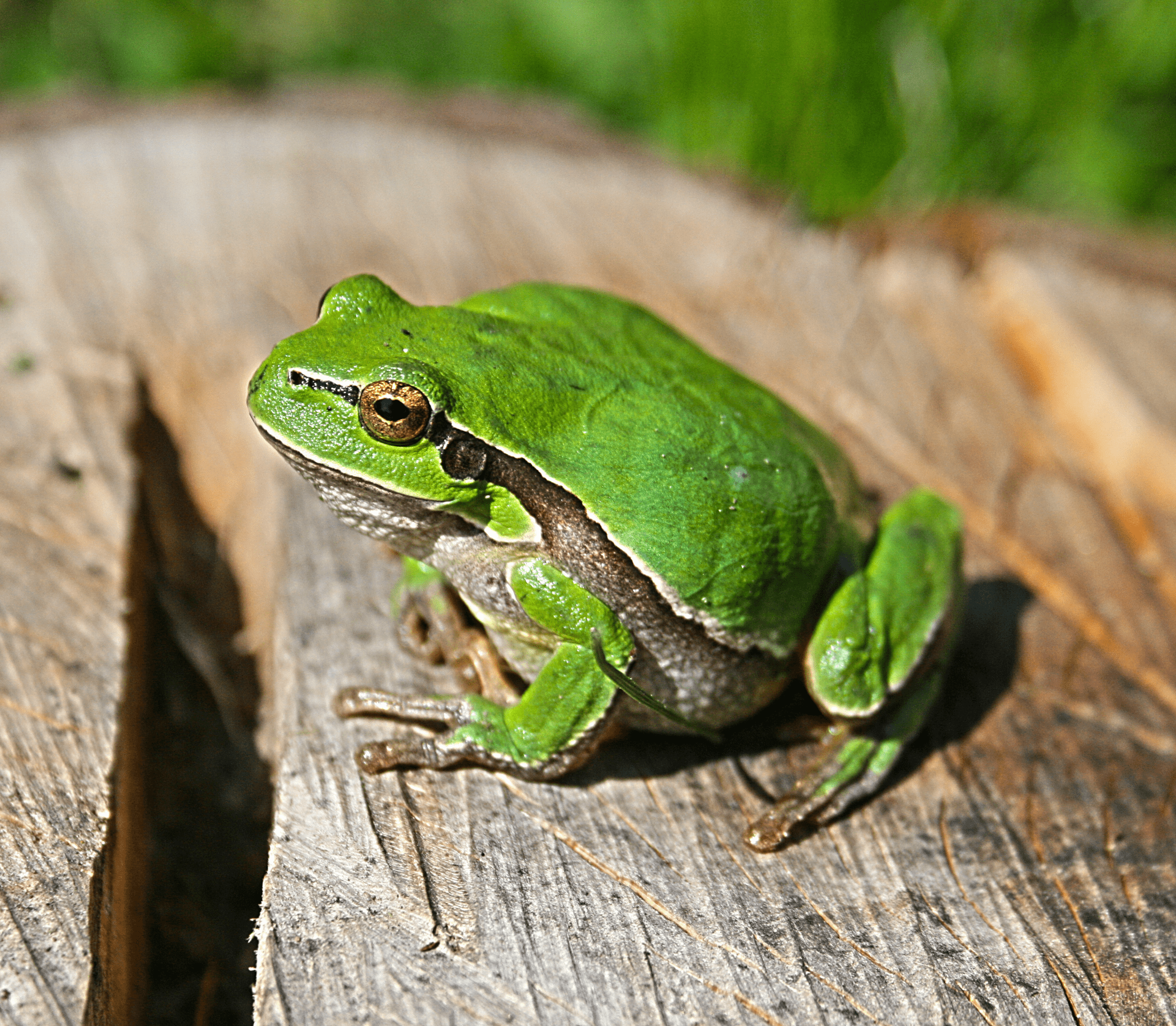 Green ballman from sitting on a gray wood