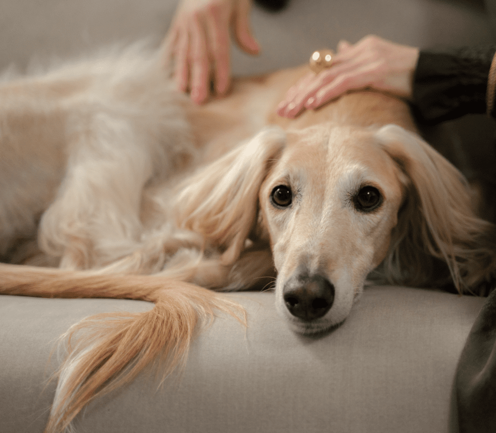 Brownish Basset hound laying on gray couch set with human hands on its back