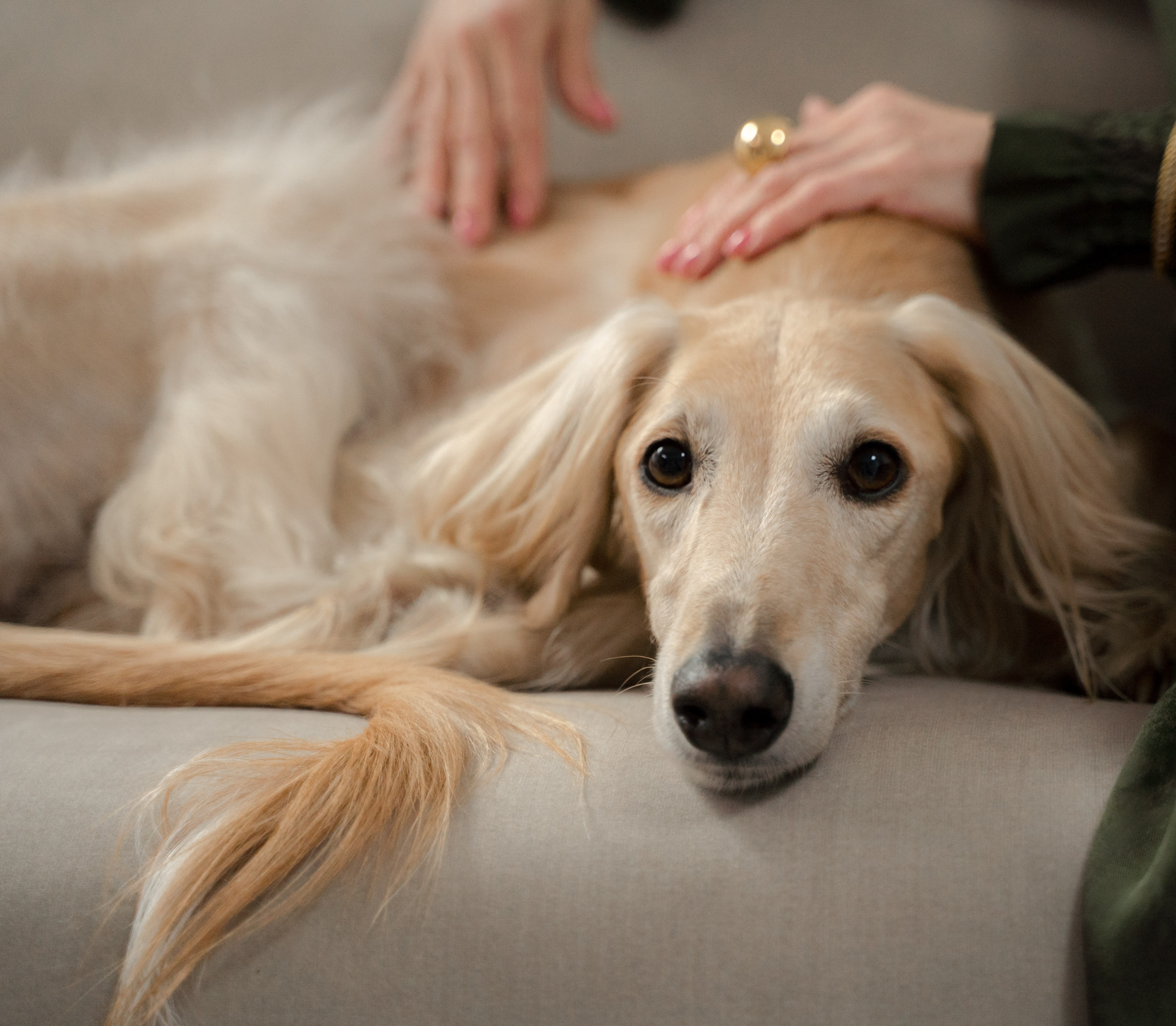 Brownish Basset hound laying on gray couch set with human hands on its back