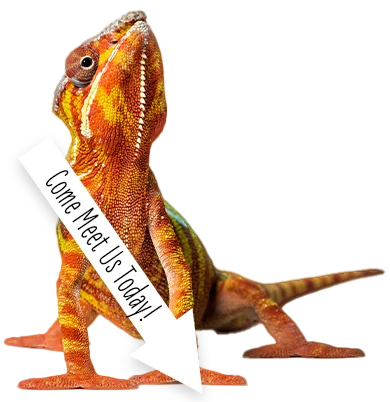 Lizard with an arrow shaped sign that reads: Come meet us today!