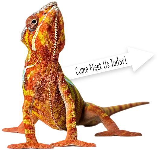 Lizard with an arrow shaped sign that reads: Come meet us today!
