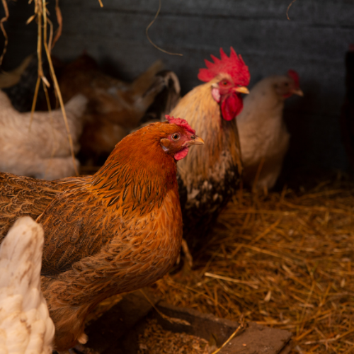 Brooding chickens on a hay ground