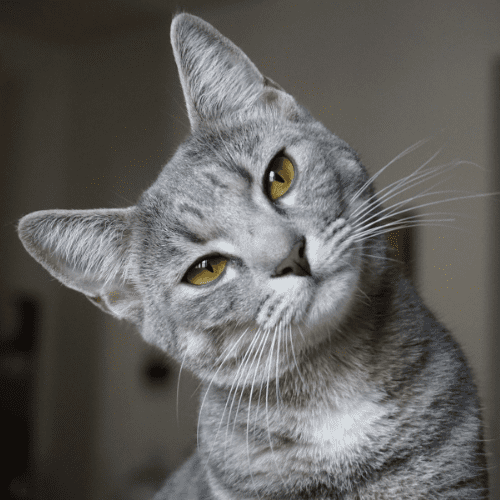 Gray cat with head tilted to the left