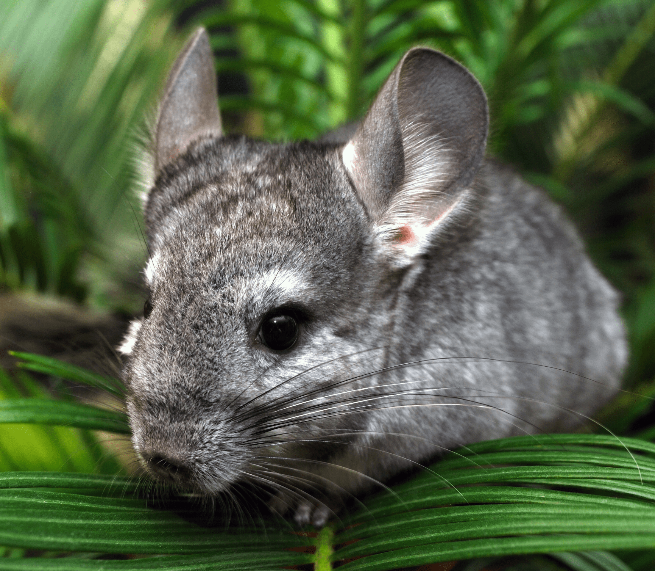 do chinchillas like the cold