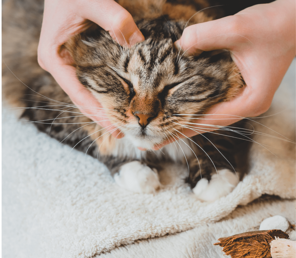 Tabby gray cat with human hand in heart shape on its face