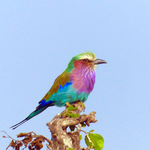 Multi-colored feather bird on a twig facing to the right