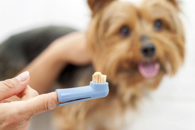 Image of a dog toothbrush with a brown dog behind it