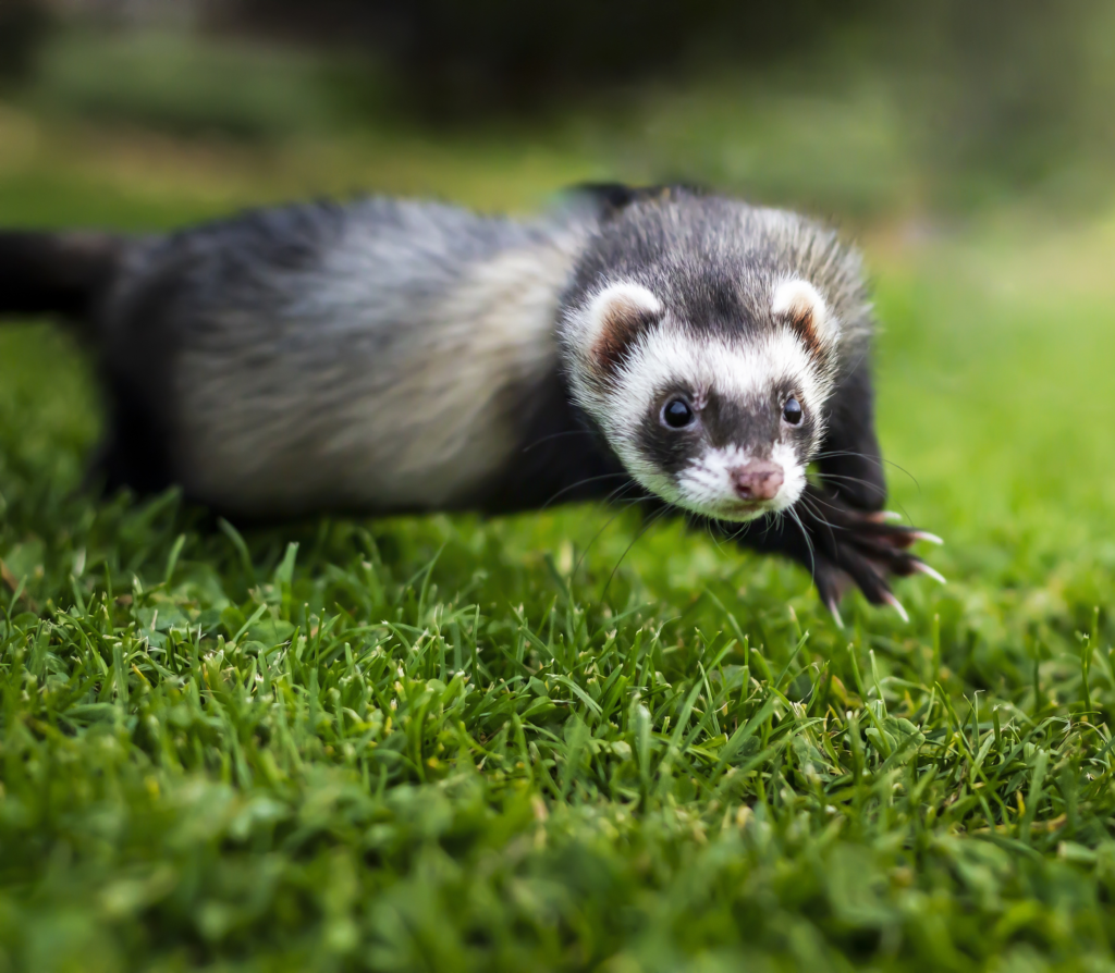 Dark grayish ferret jumping on grass