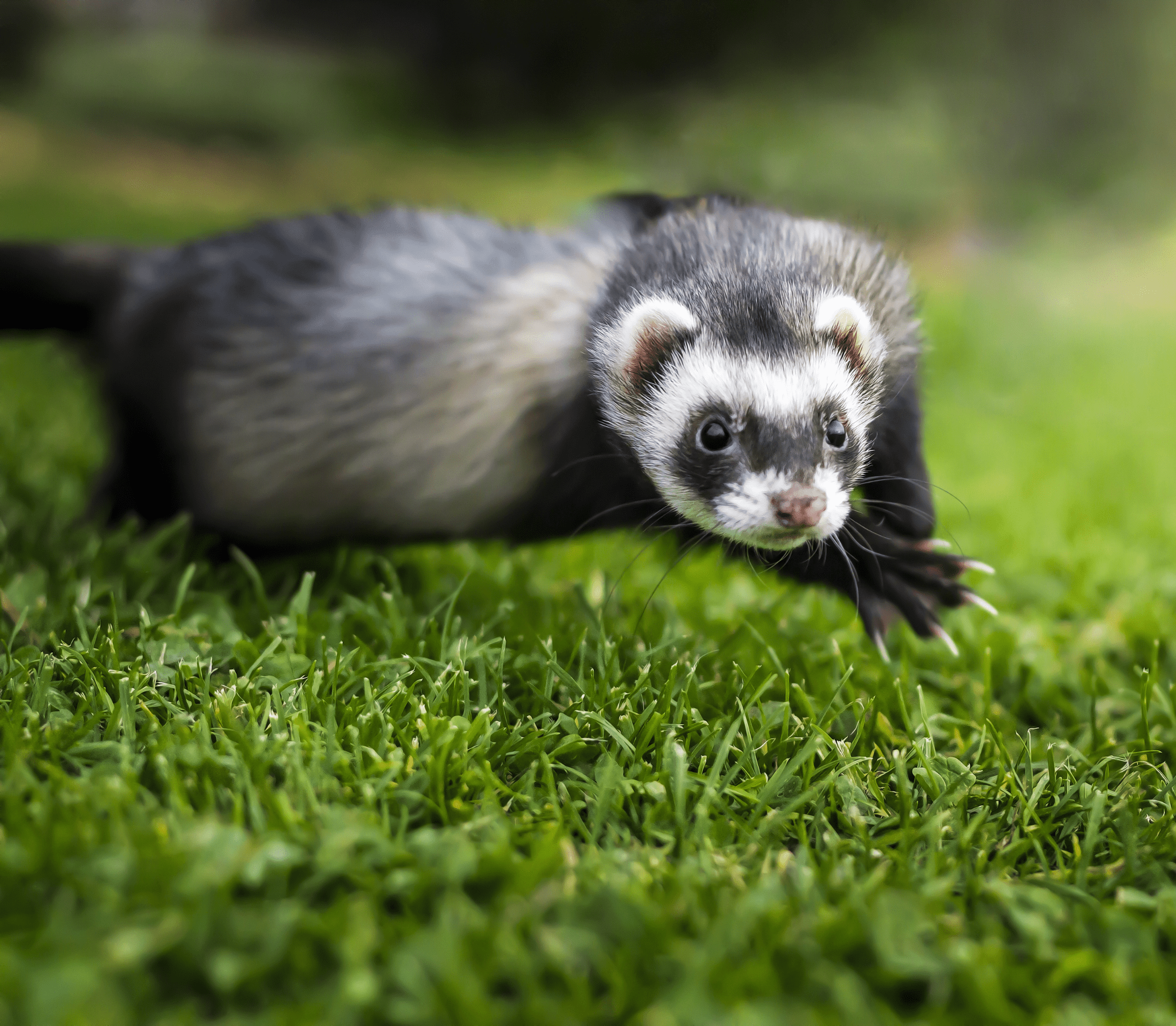 Dark grayish ferret jumping on grass