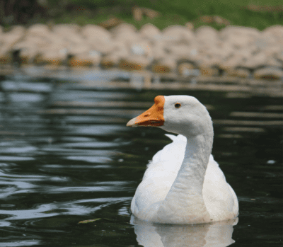 White geese in the waters