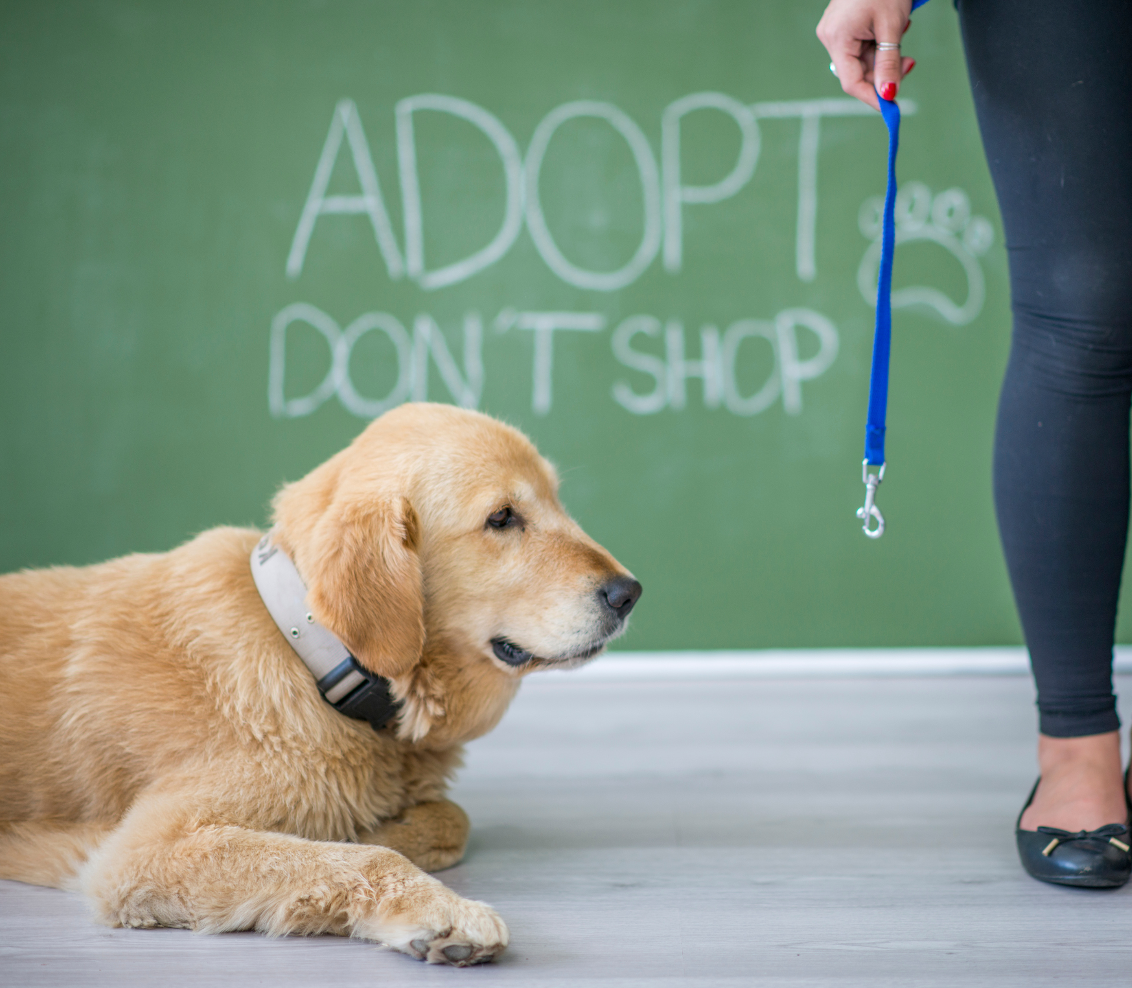 Cream-colored adult dog with Adopt-Dont-Shop background