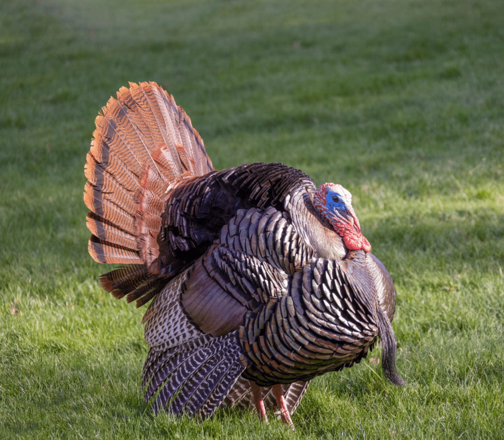 Turkey displaying full feathers