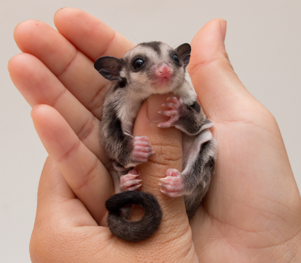 Small sugar glider in hanging on a thumb in a palm