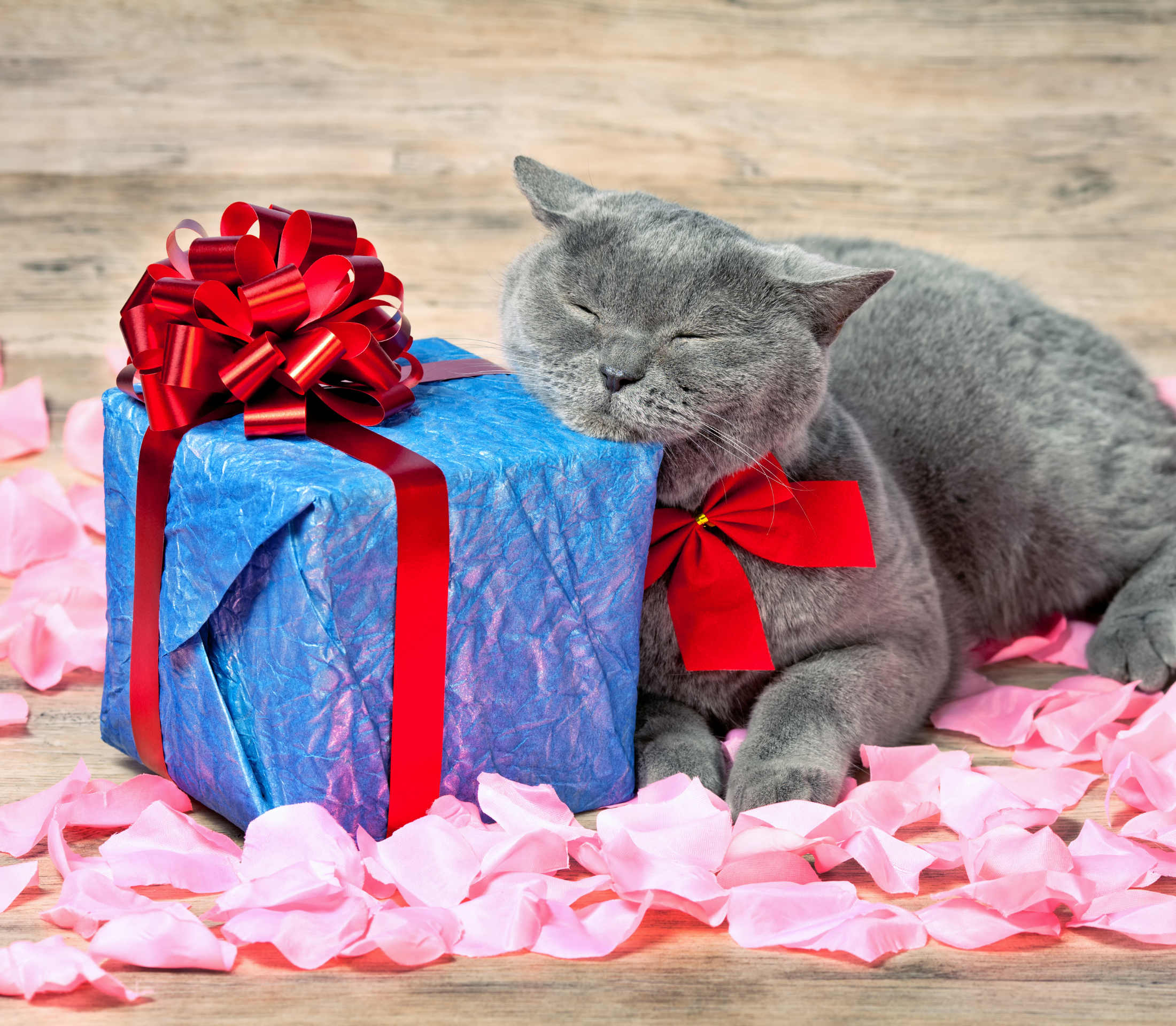 Gray cat with a blue gift with red ribbons