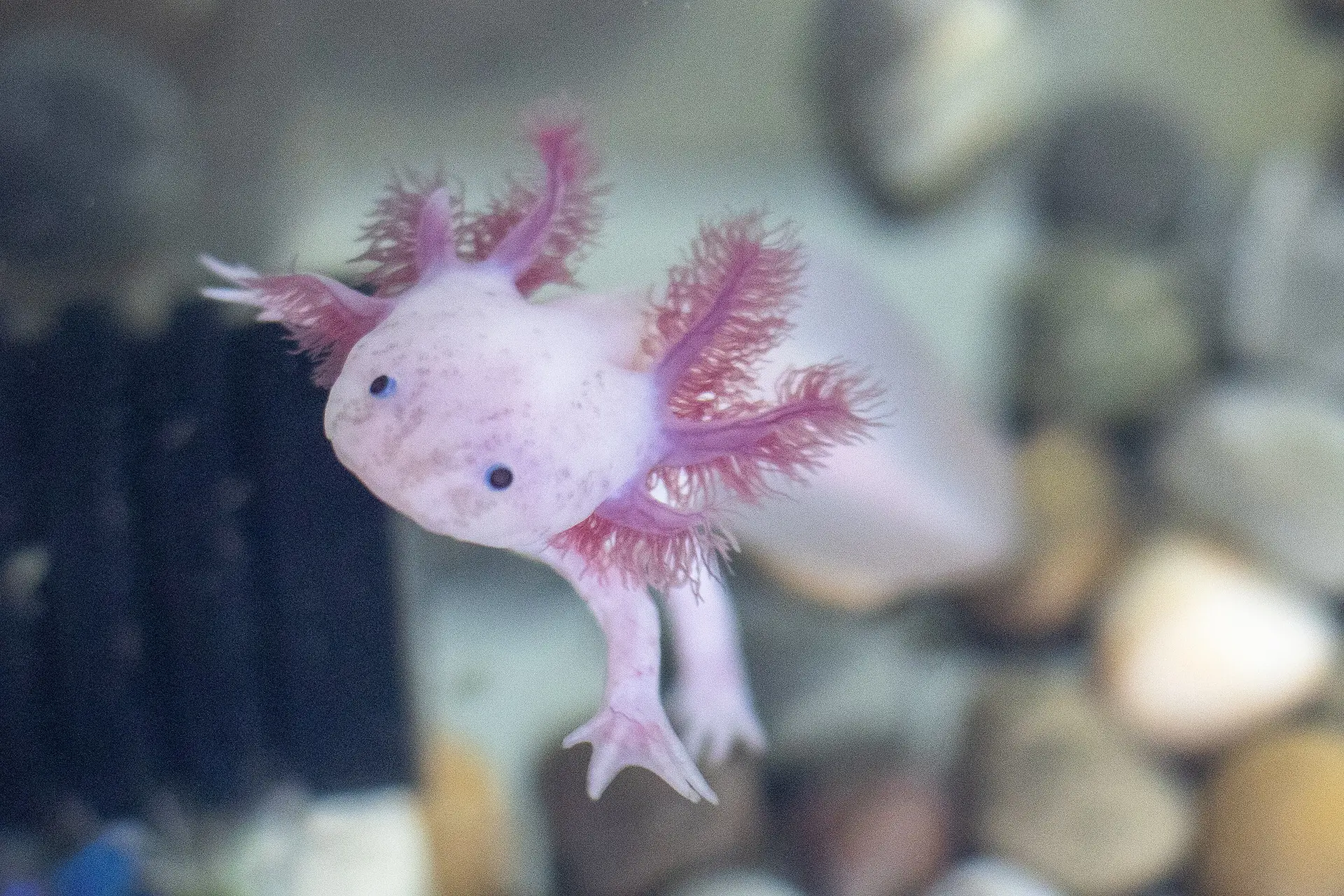 Essential Axolotl Care Guide For New Pet Owners 2025