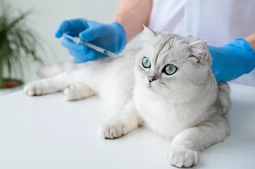Wellness & Vaccinations
