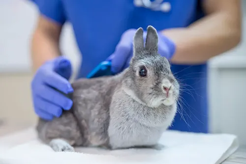 Exotic Pet Care