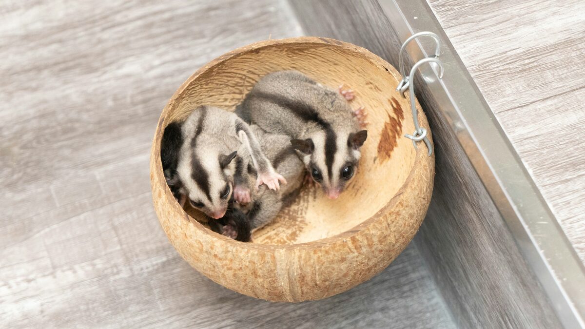 Sugar gliders in a bowl