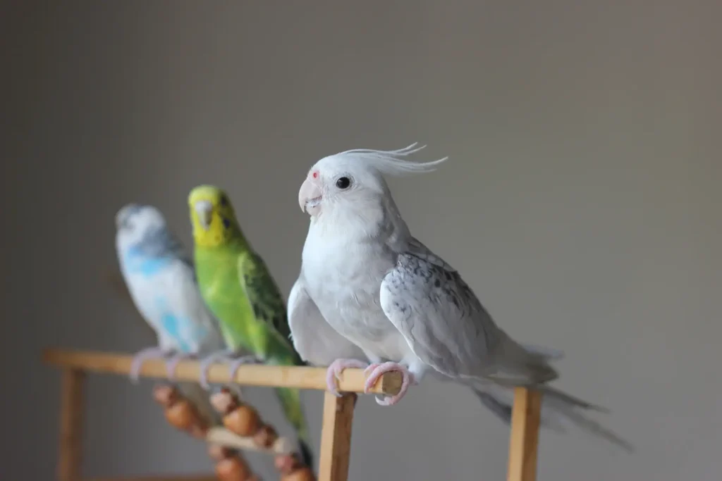 Birds on a perch