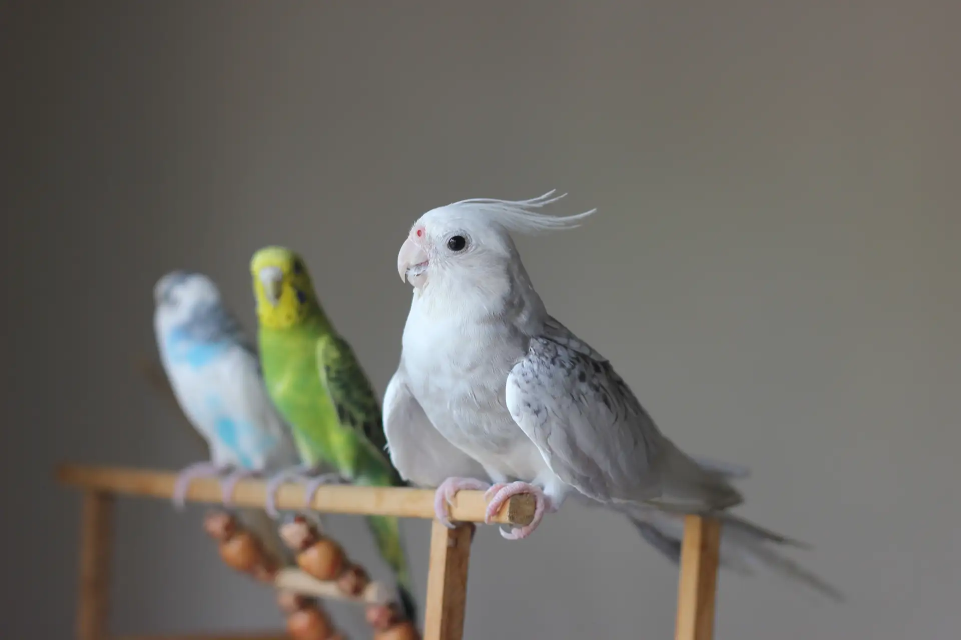 Birds on a perch