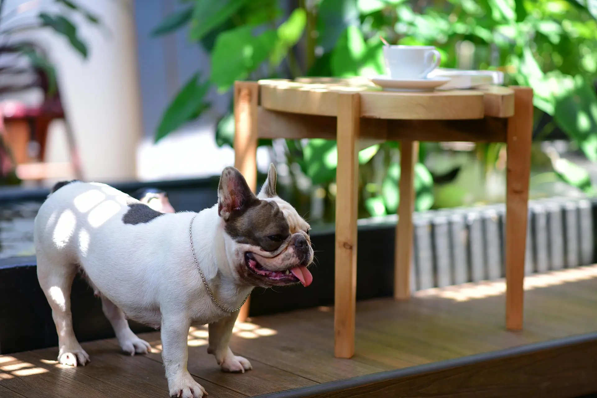 Dog on outside porch or patio in summer panting
