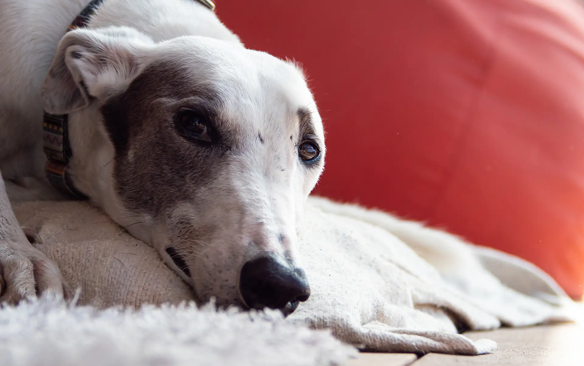 Greyhound on white bed in front of red wall