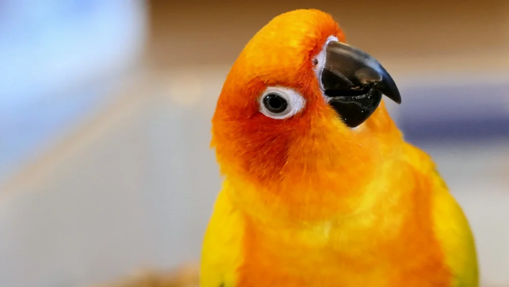 yellow bird tilting its head