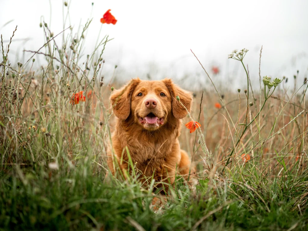 Dog in a meadow on a cloudy day