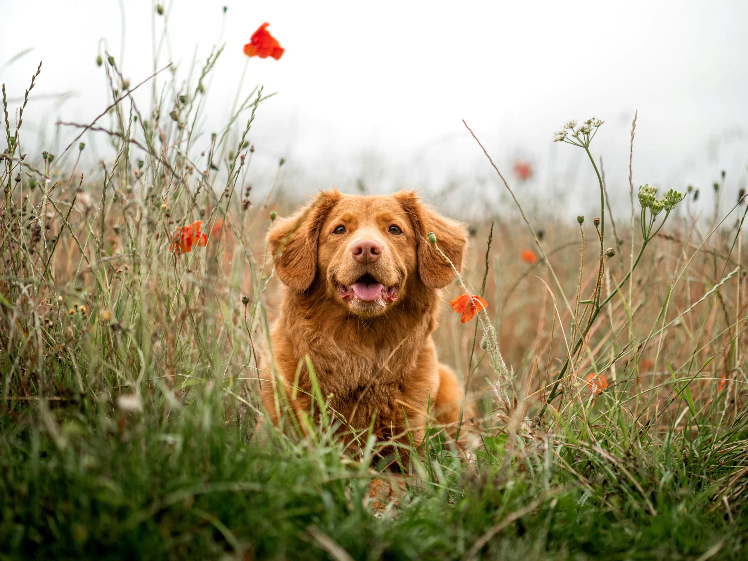 Dog in a meadow on a cloudy day