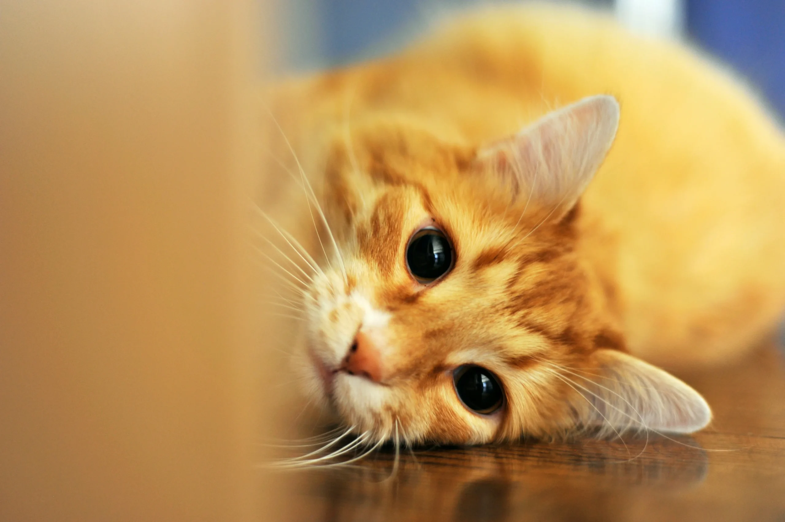 Orange cat lying on its side looking into the camera