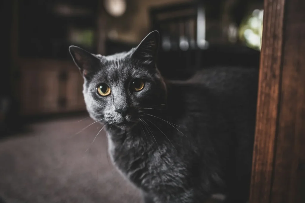 A sleek gray cat with bright yellow eyes looks directly at the camera while standing next to a dark wooden frame.