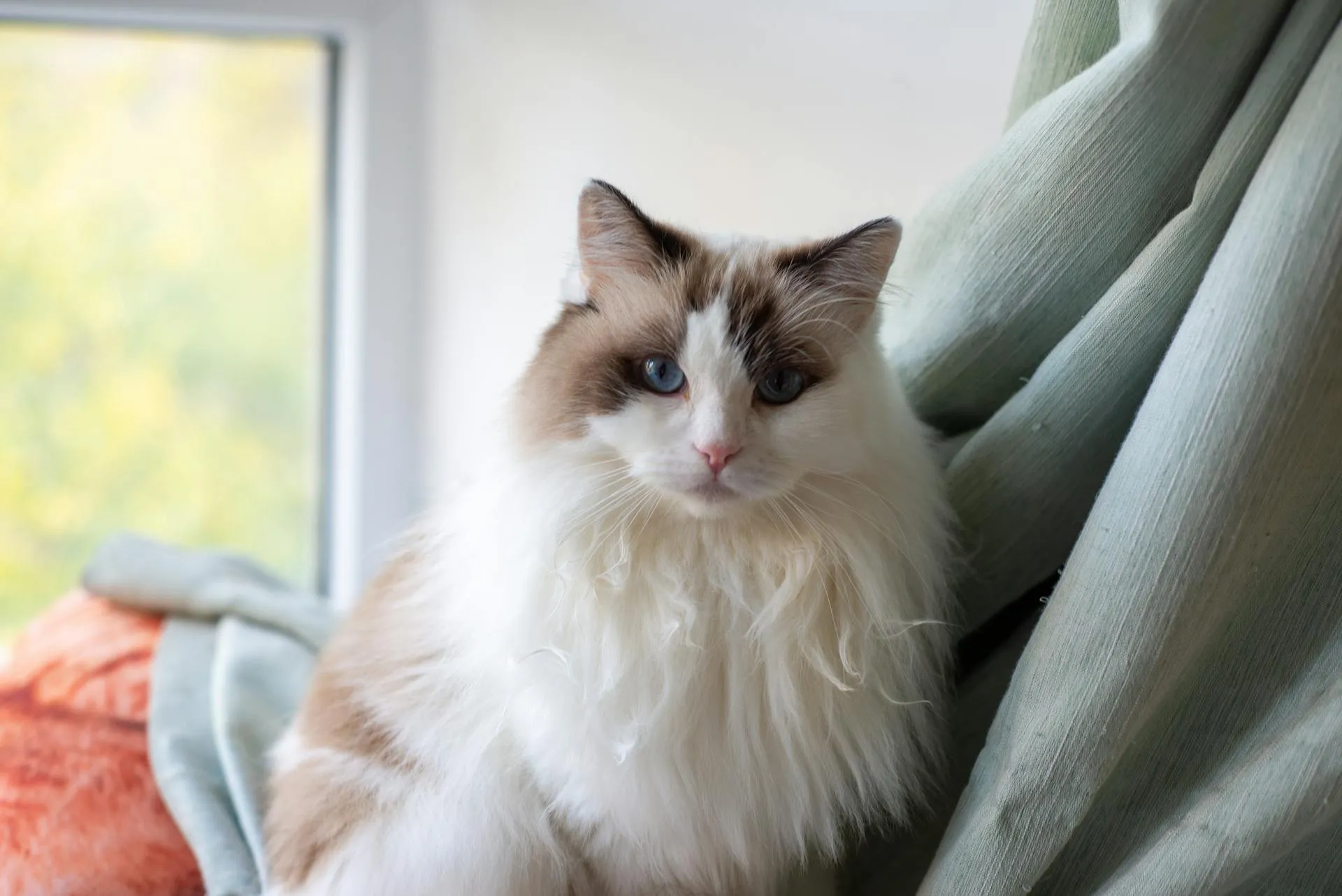 A Ragdoll cat sits by a window next to green curtains.