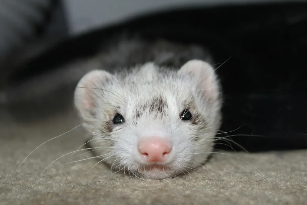 A close-up of a small white ferret.