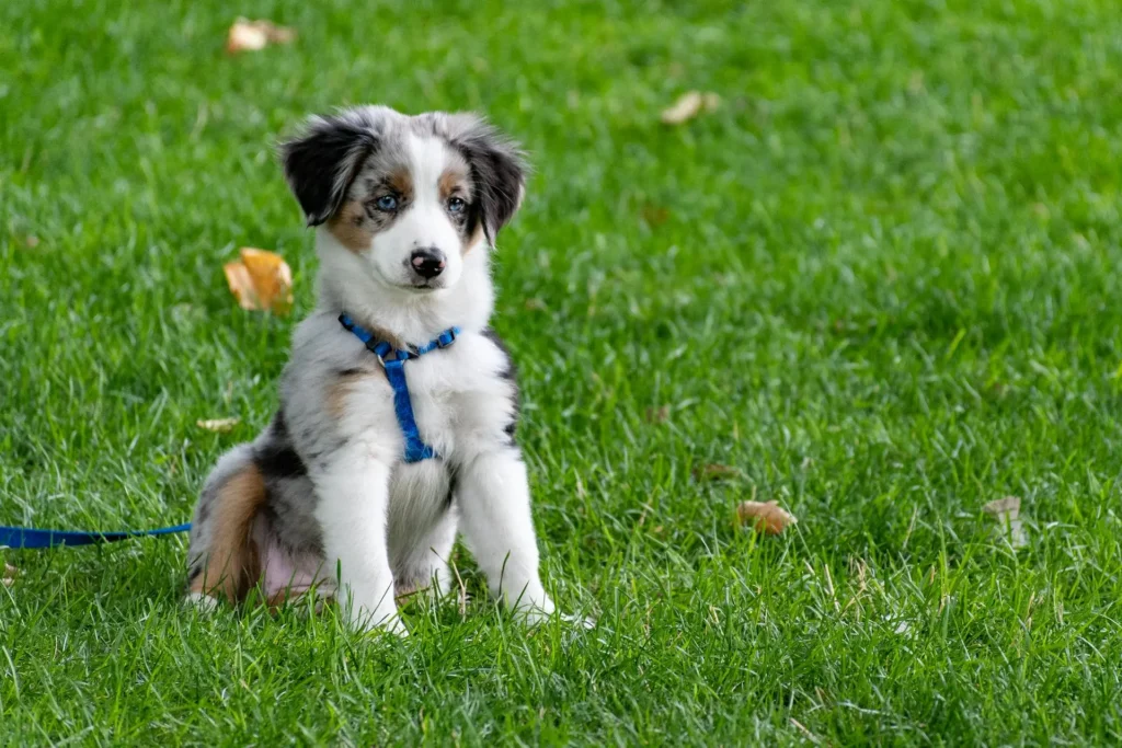 An Australian Shepherd puppy sits on a green lawn wearing a blue leash.