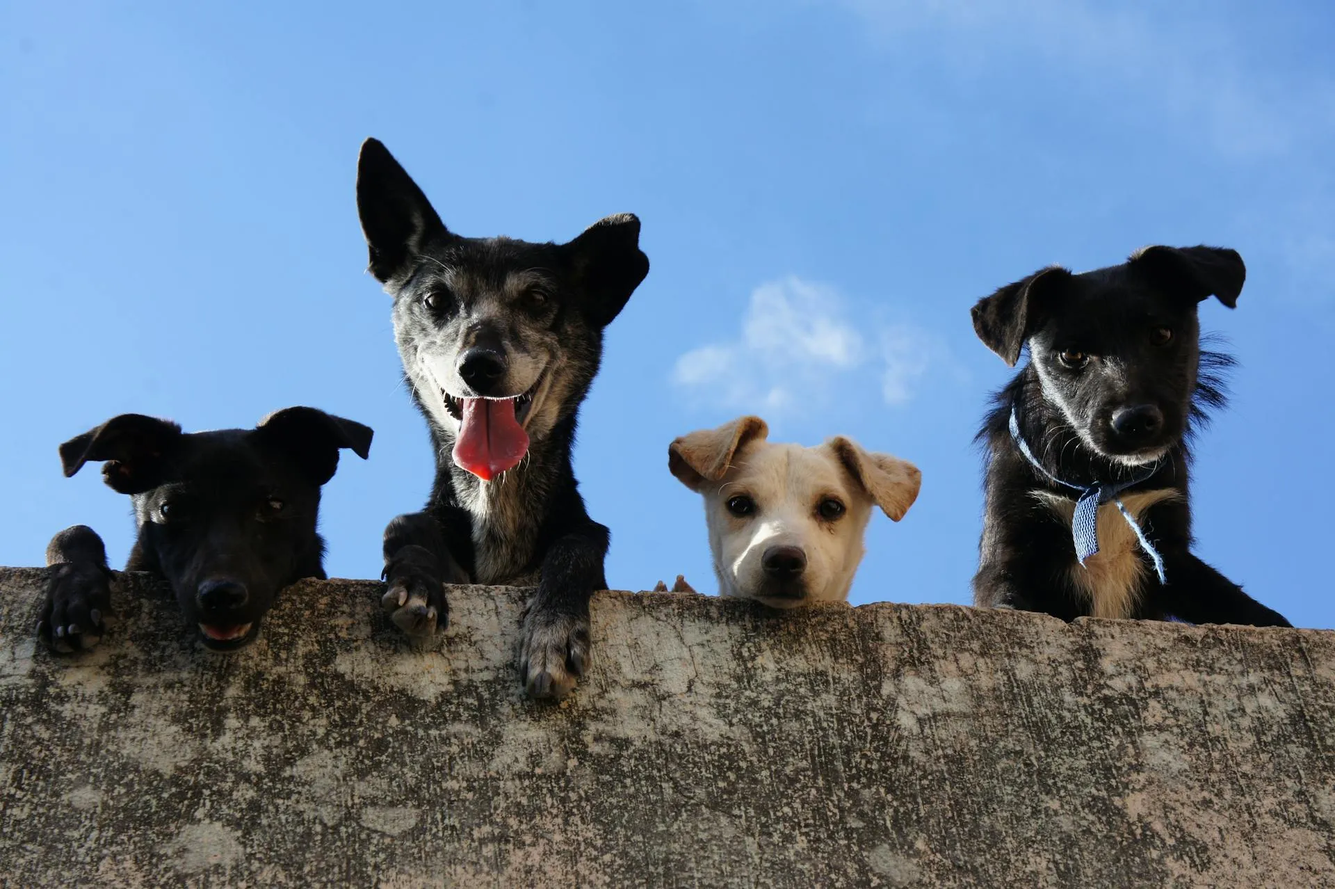 A low-angle photo of four dogs peering over a stone wall against a bright blue sky.