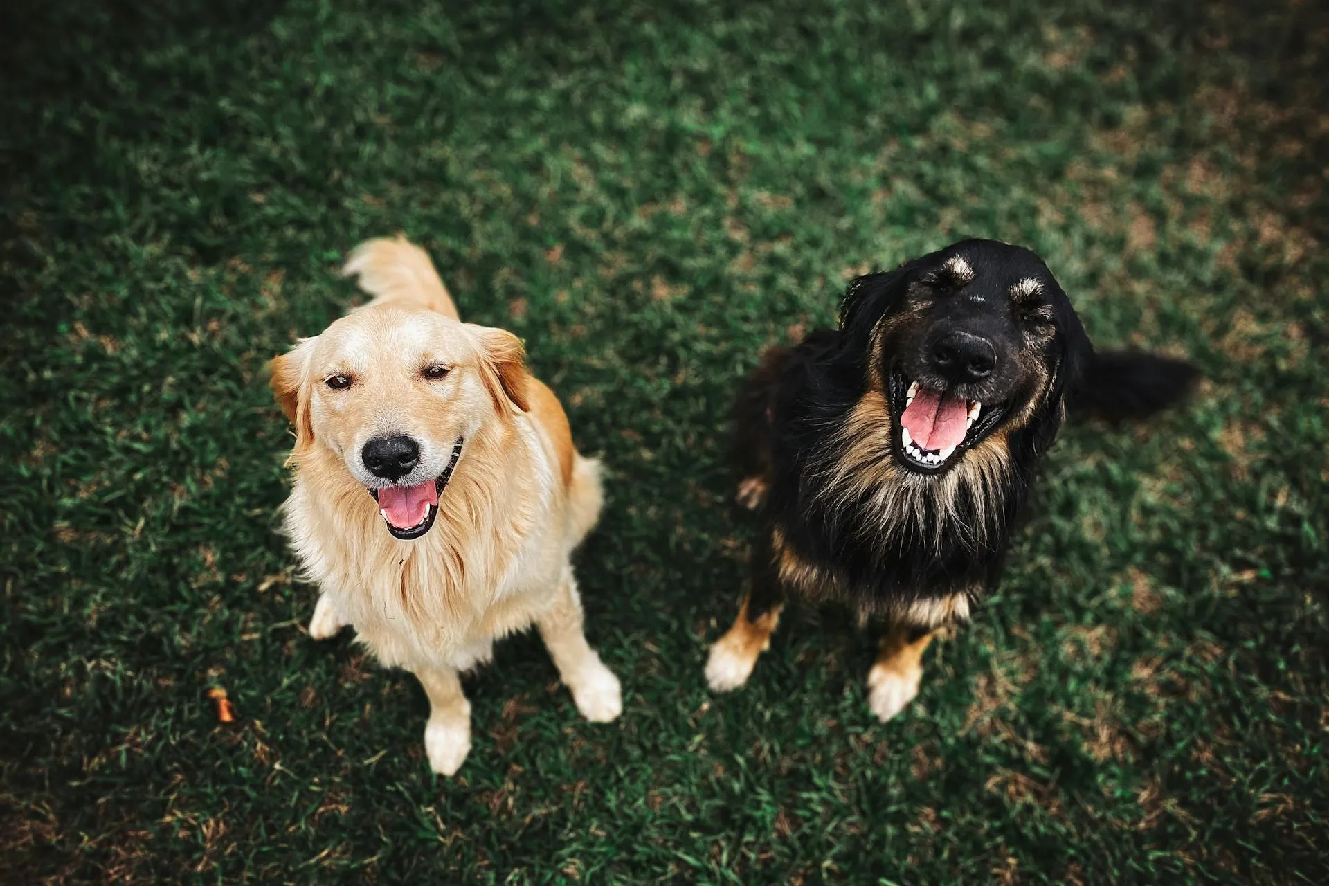 An overhead view of two happy dogs, one golden and one black and tan, sitting on green grass.