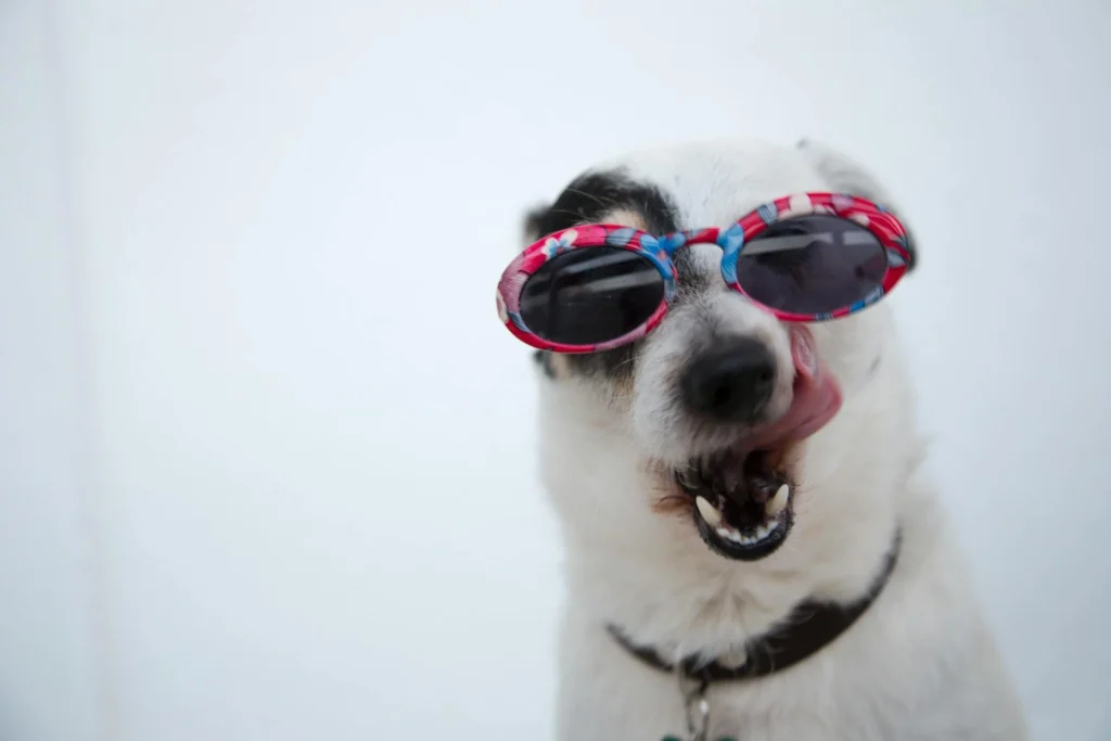 A white dog with black markings wears sunglasses and licks its nose.