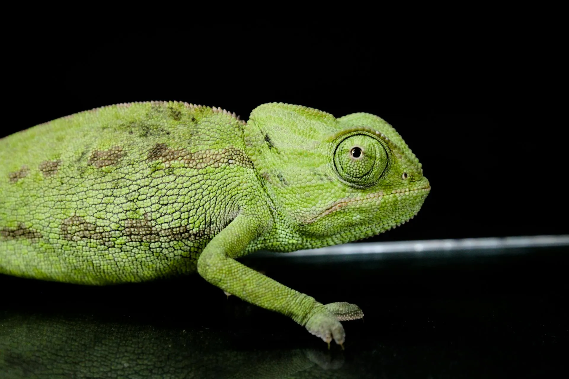 A green chameleon with rough, textured skin is featured in a close-up shot against a black background.