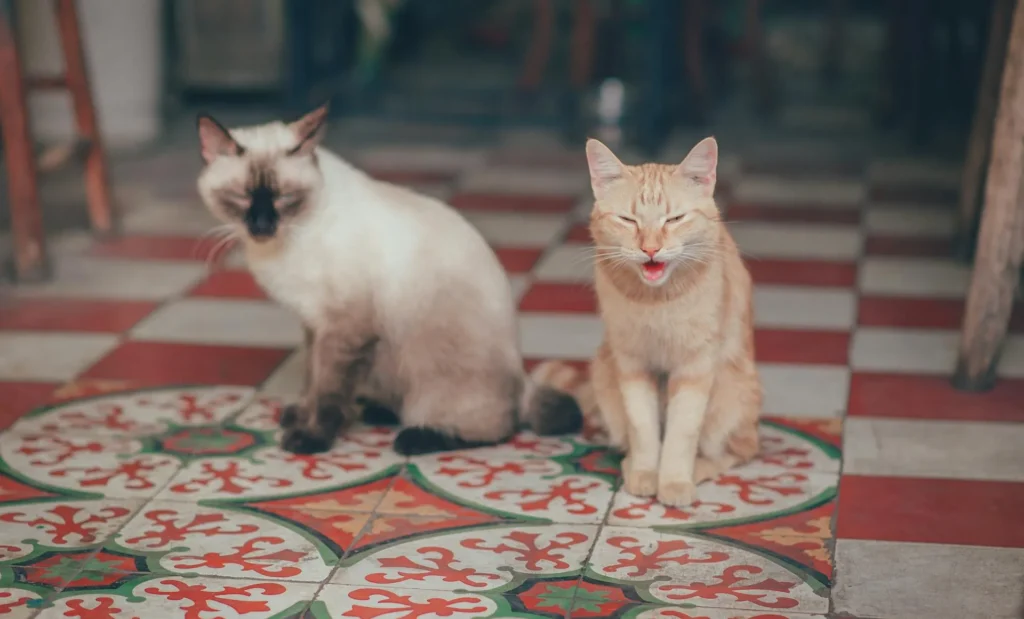 Two cats sit on a patterned tile floor: a Siamese-type cat on the left and a yawning orange tabby cat on the right.