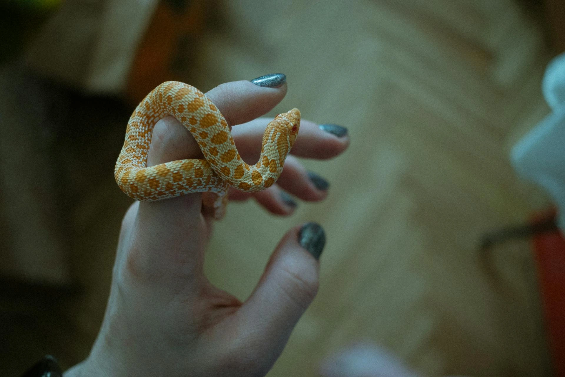 A small yellow and orange patterned snake is coiled around a person's fingers.