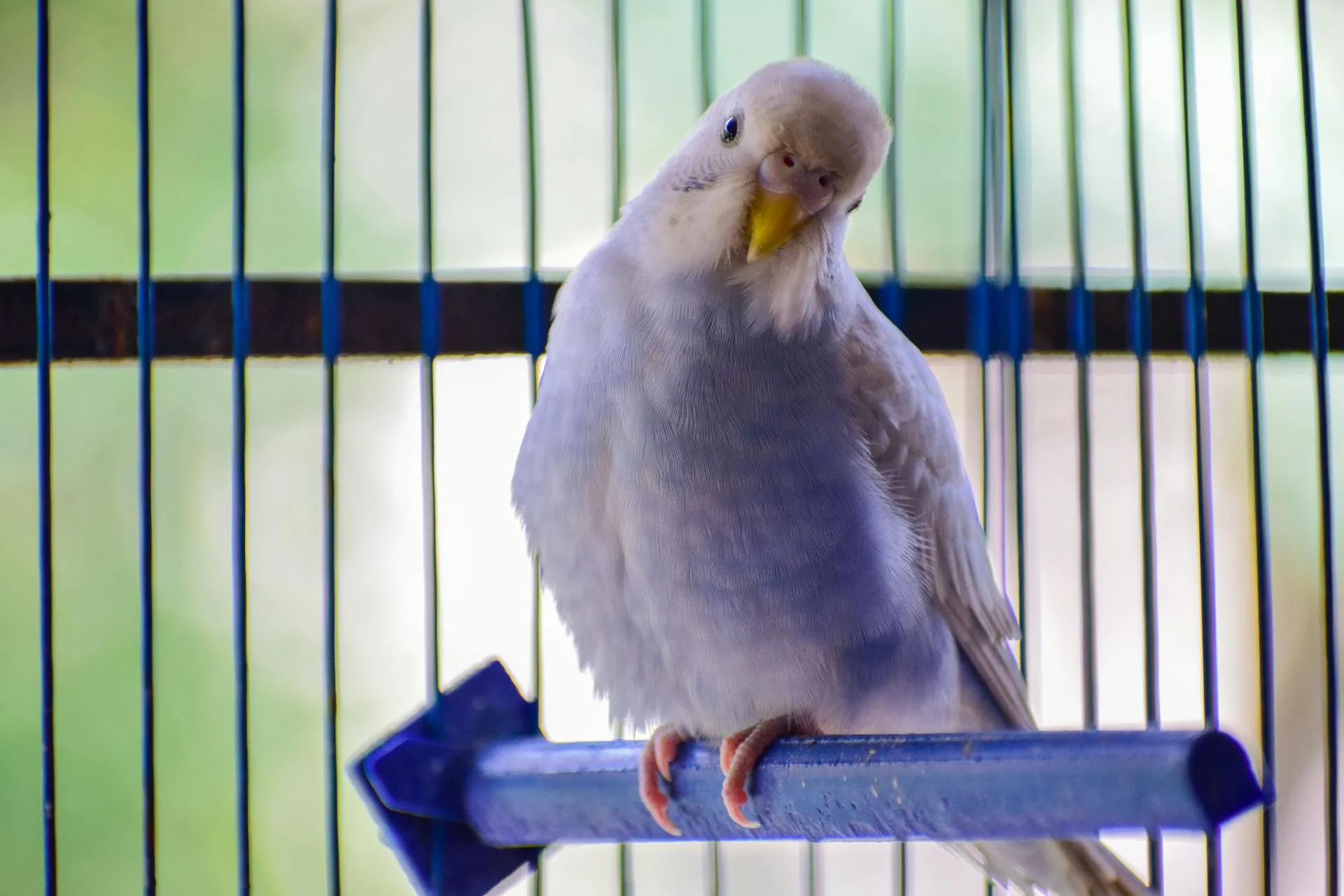 A light blue and white budgie bird is perched inside a cage.