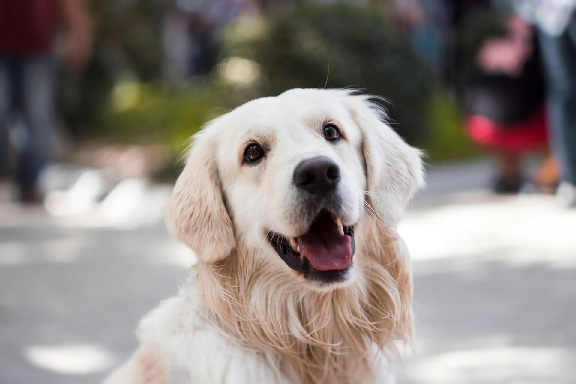 A Golden Retriever dog looks directly at the camera with its mouth open.