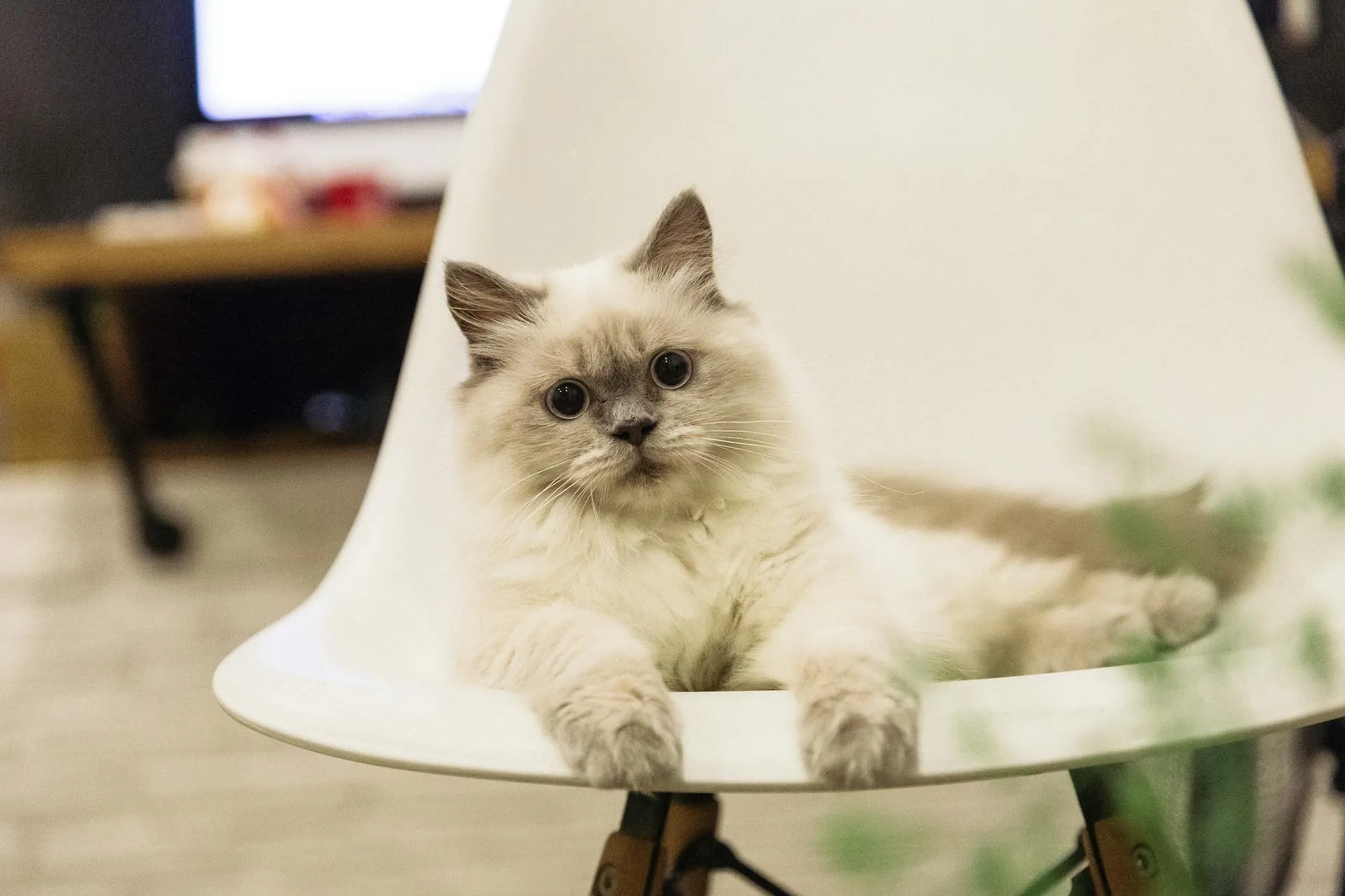 A kitten lies in a modern white chair.